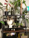 pet-image