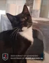 pet-image