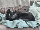 pet-image