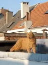 pet-image