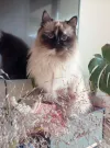 pet-image