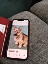 pet-image