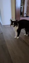 pet-image