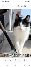 pet-image