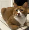 pet-image
