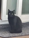 pet-image
