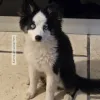 pet-image