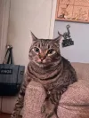 pet-image