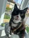 pet-image
