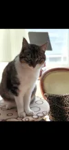 pet-image