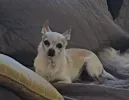 pet-image