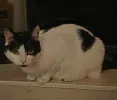 pet-image