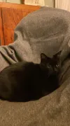 pet-image