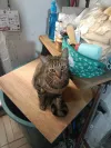 pet-image