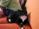 pet-image
