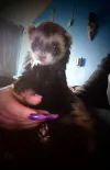 pet-image