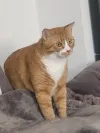pet-image