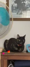 pet-image