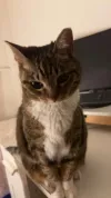 pet-image