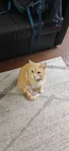pet-image