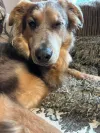 pet-image
