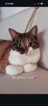 pet-image