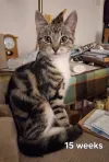 pet-image