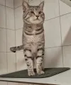 pet-image