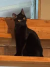 pet-image