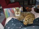 pet-image