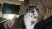pet-image