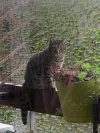 pet-image