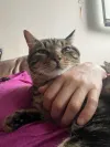 pet-image