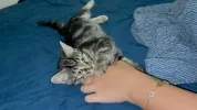 pet-image