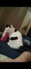 pet-image