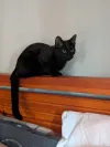 pet-image