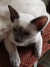 pet-image