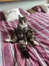 pet-image