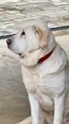 pet-image
