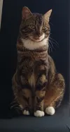 pet-image