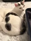 pet-image