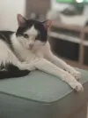 pet-image