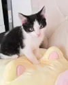 pet-image