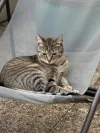 pet-image