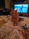 pet-image
