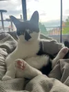 pet-image
