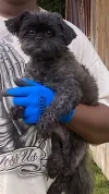 pet-image