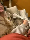 pet-image