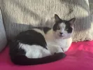 pet-image