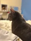 pet-image